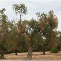 Olivi colpiti da Xilella fastidiosa