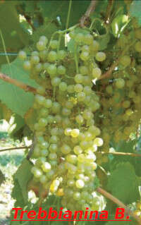 Trebbianina, vitigno minore del Modenese