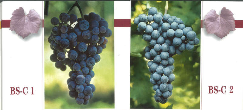 cloni del vitigno MERERA N.